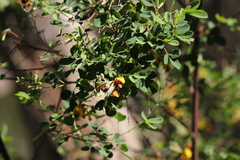 Goodia medicaginea