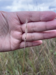 Saccharum formosanum