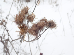 Melanagromyza lappae