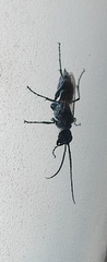 Trirogma caerulea