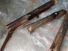 Melanagromyza lappae