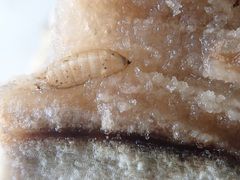 Melanagromyza lappae