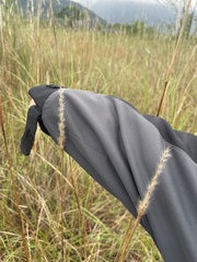 Saccharum formosanum