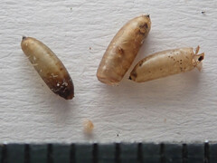 Melanagromyza lappae