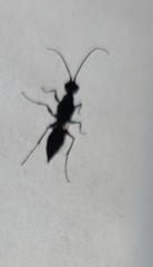 Trirogma caerulea