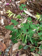 Corydalis balansae