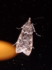 Eudonia philerga