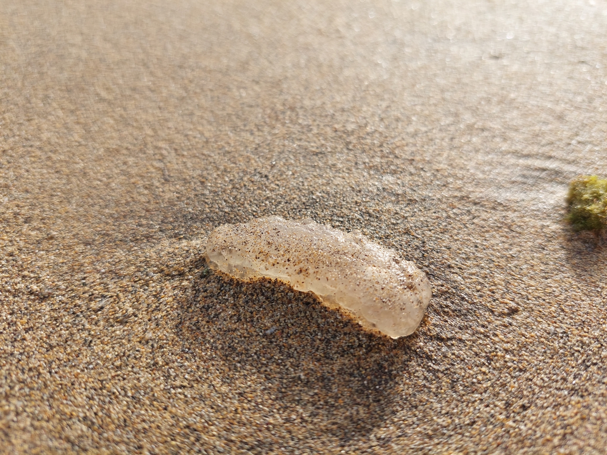 Pirosoma