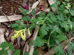 Corydalis balansae