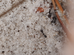 Leptomyrmex