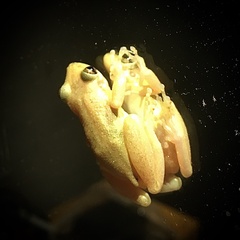 Scinax x-signatus