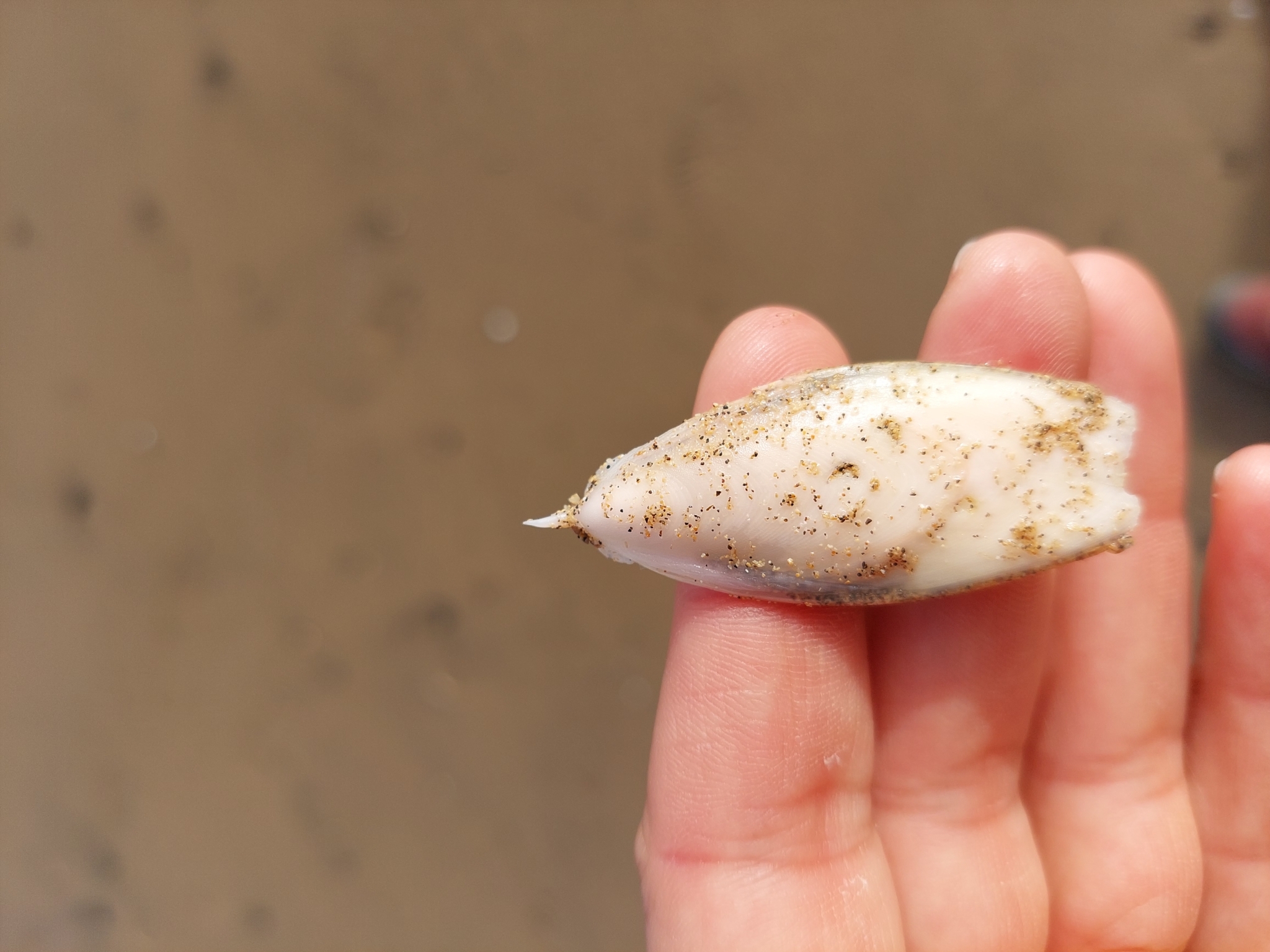Sepia puntiaguda