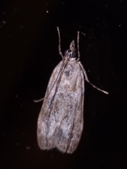 Eudonia submarginalis