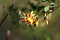Goodia medicaginea