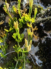 Diphasiastrum sitchense