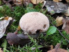 Lycoperdon perlatum