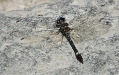 Macrothemis pseudimitans