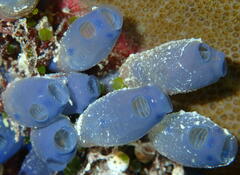 Aplousobranchia
