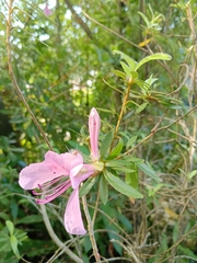 Rhododendron kanehirai