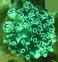 Ascidiacea