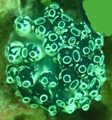 Ascidiacea