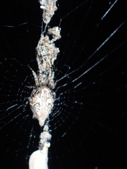 Cyclosa