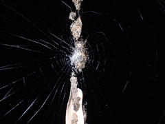 Cyclosa