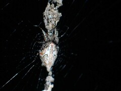 Cyclosa