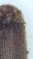 Xyletobius watti