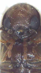 Xyletobius watti