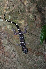 Cyrtodactylus consobrinus