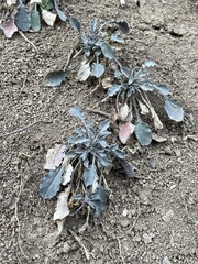 Borodinia perstellata