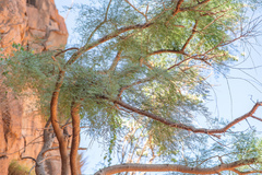 Vachellia pennivenia