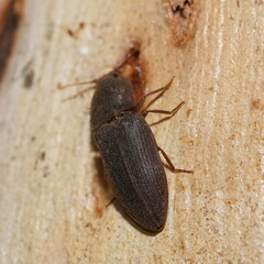 Elateroidea
