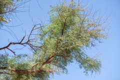 Vachellia pennivenia