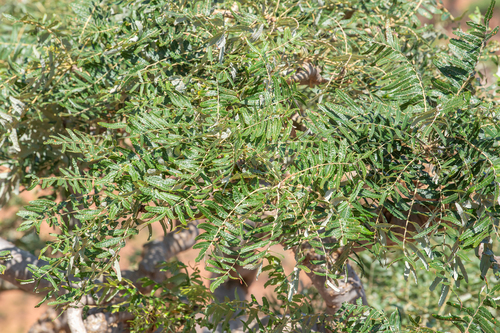 Boswellia elongata