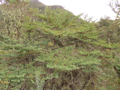 Escallonia myrtilloides
