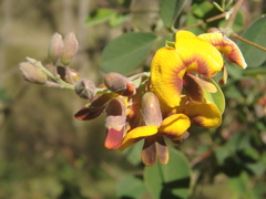 Goodia medicaginea