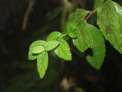Spiraea formosana