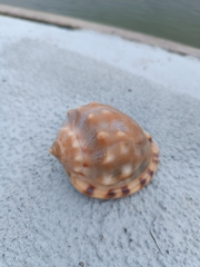 Semicassis zeylanica