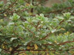 Escallonia myrtilloides