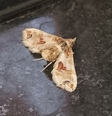 Leucinodes orbonalis