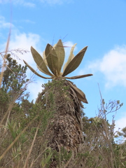 Espeletia barclayana
