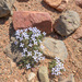 Oldenlandia pulvinata - Photo 由 Morten Ross 所上傳的 (c) Morten Ross，保留部份權利CC BY-NC