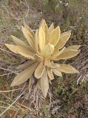 Espeletia barclayana