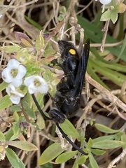 Laeviscolia frontalis