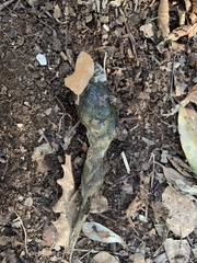 Canis lupus italicus