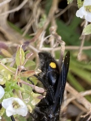 Laeviscolia frontalis