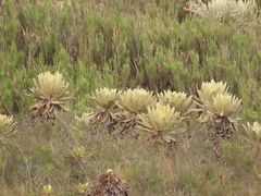 Espeletia barclayana