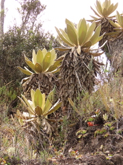 Espeletia barclayana